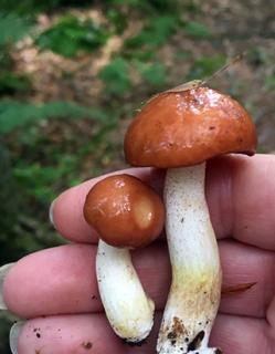 Mushroom Identification Walk at the Wilderness Conservation Area